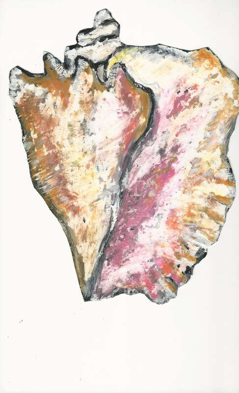 Drawing of a conch shell from Cayman Islands